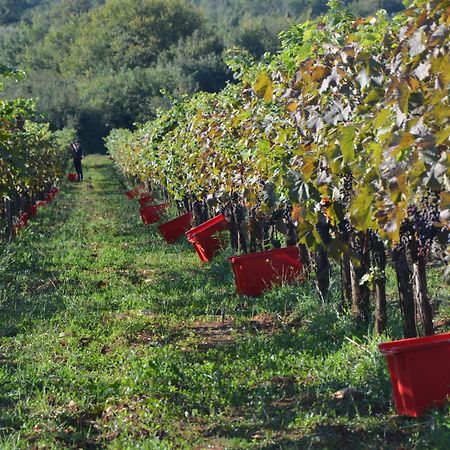 Villa Olivetta By Istrian Country Houses Barat  المظهر الخارجي الصورة